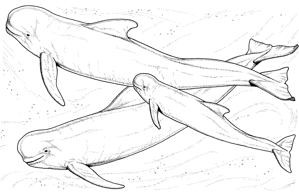 Two Big Whales And One Small Whale Coloring Page Md Coloring Page — Free Printable — free printable coloring page