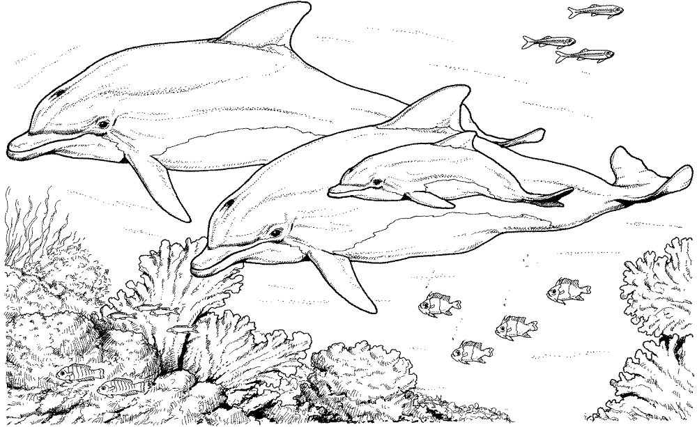 Two Dolphin 2 Coloring Page Md Coloring Page — Free Printable — free printable coloring page