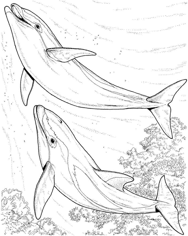 Two Dolphin Coloring Page Md Coloring Page — Free Printable — free printable coloring page