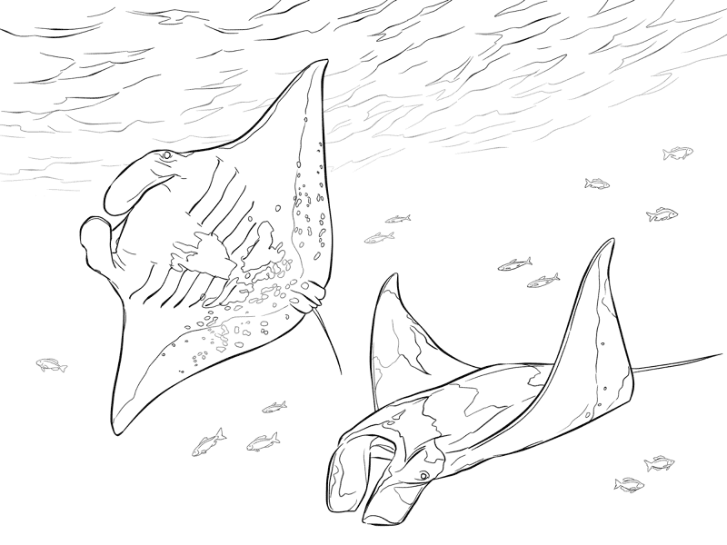 Two Manta Rays Coloring Pages Md Coloring Page — Free Printable — free printable coloring page