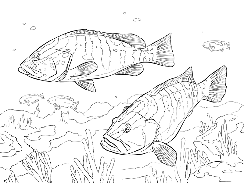 Two Nassau Groupers Md Coloring Page — Free Printable — free printable coloring page