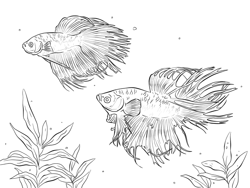 Two Siamese Fighting Fishes Md Coloring Page — Free Printable — free printable coloring page