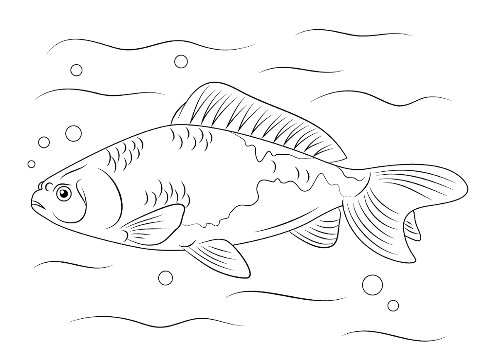 Wakin Goldfish Md Coloring Page — Free Printable — free printable coloring page