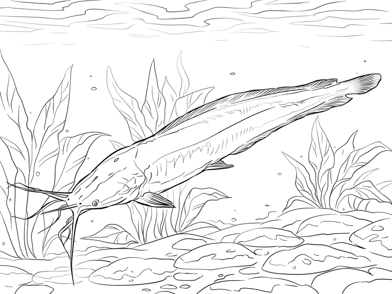 Walking Catfish Coloring Pages Md Coloring Page — Free Printable — free printable coloring page