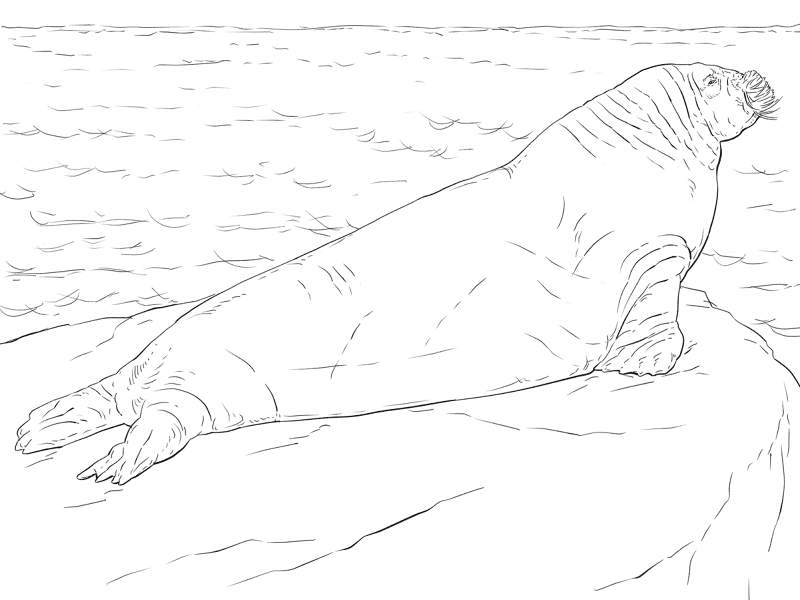 Walrus Coloring Page Md Coloring Page — Free Printable — free printable coloring page