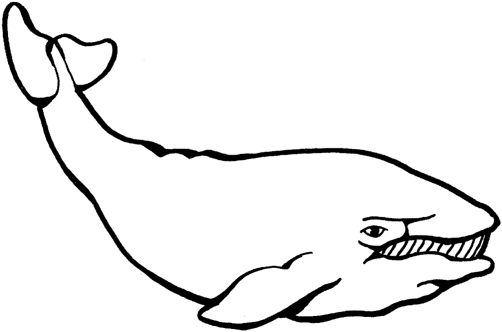 Whale 6 Coloring Page Md Coloring Page — Free Printable — free printable coloring page