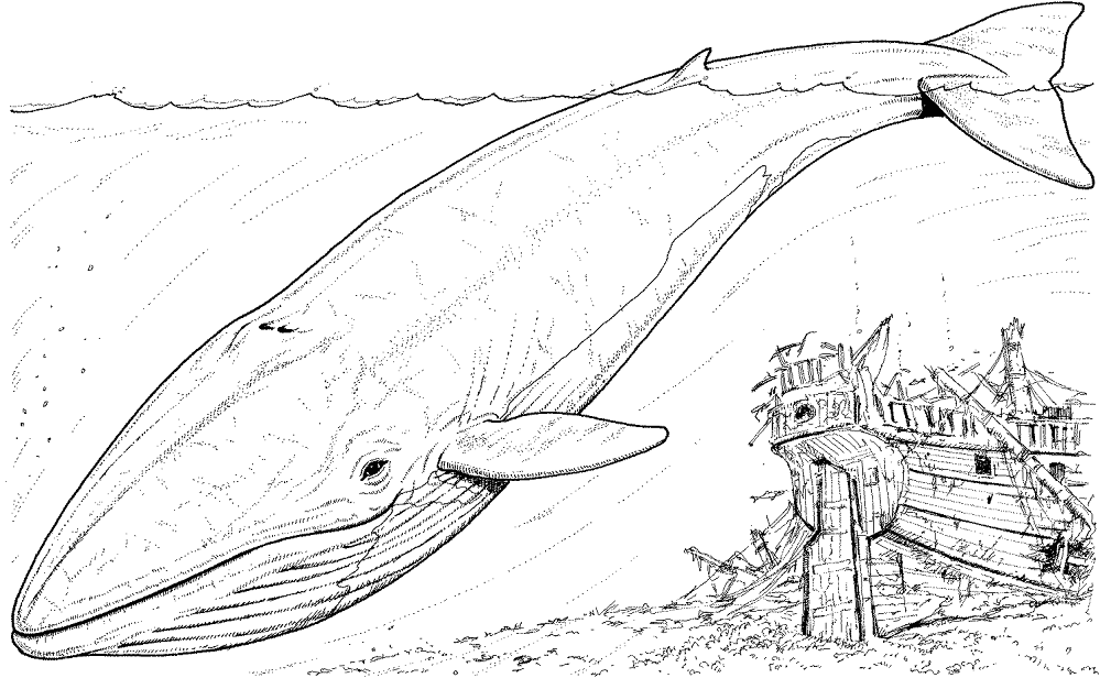 Whale 7 Coloring Page Md Coloring Page — Free Printable — free printable coloring page