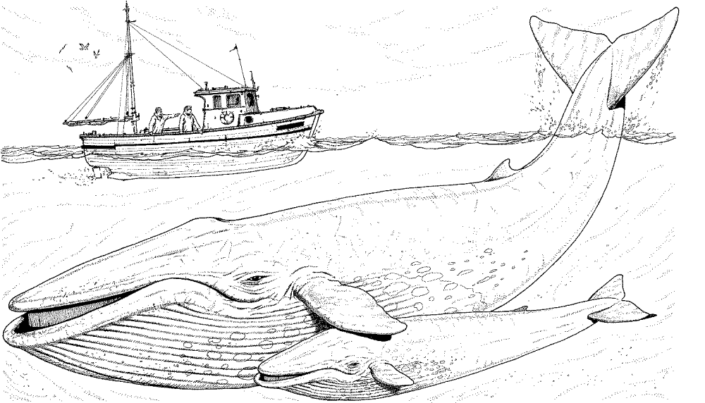 Whale And The Ship Coloring Page Md Coloring Page — Free Printable — free printable coloring page