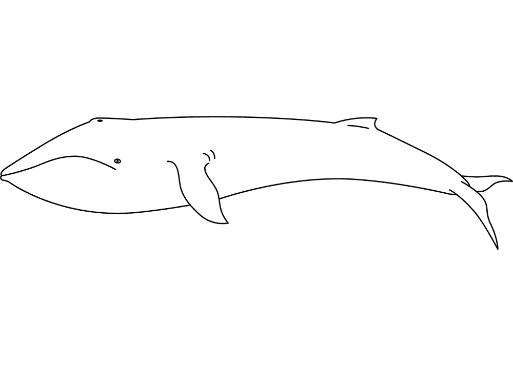 Whale Coloring Page Md Coloring Page — Free Printable — free printable coloring page