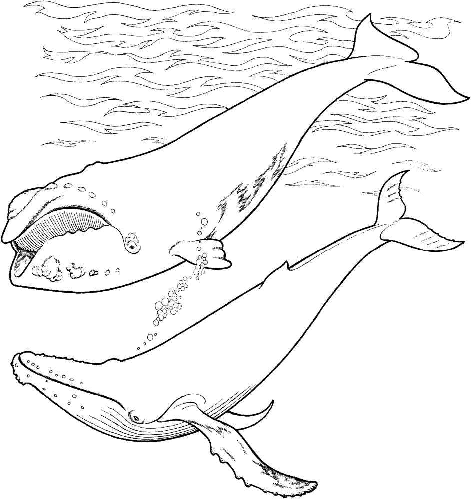 Whales In The Sea Coloring Page Md Coloring Page — Free Printable — free printable coloring page