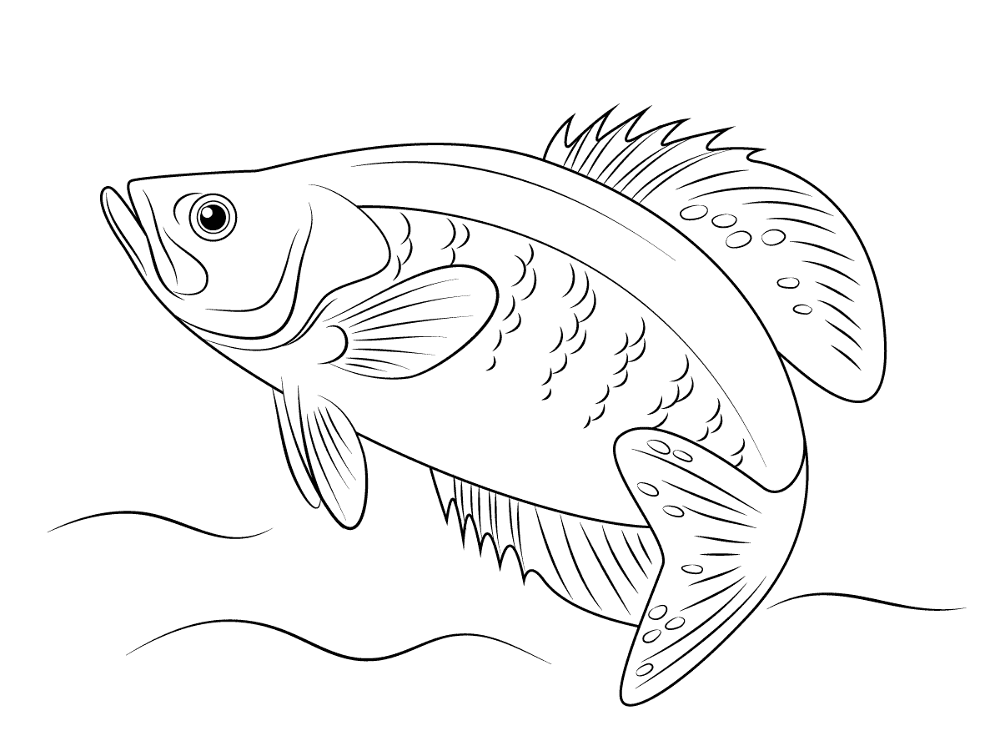 White Crappie Coloring Pages Md Coloring Page — Free Printable — free printable coloring page