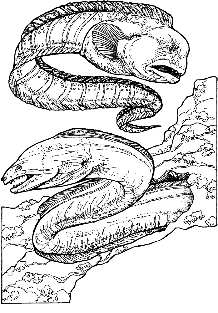 Wolf Eel And Green Moray Eel Coloring Page Md Coloring Page — Free Printable — free printable coloring page