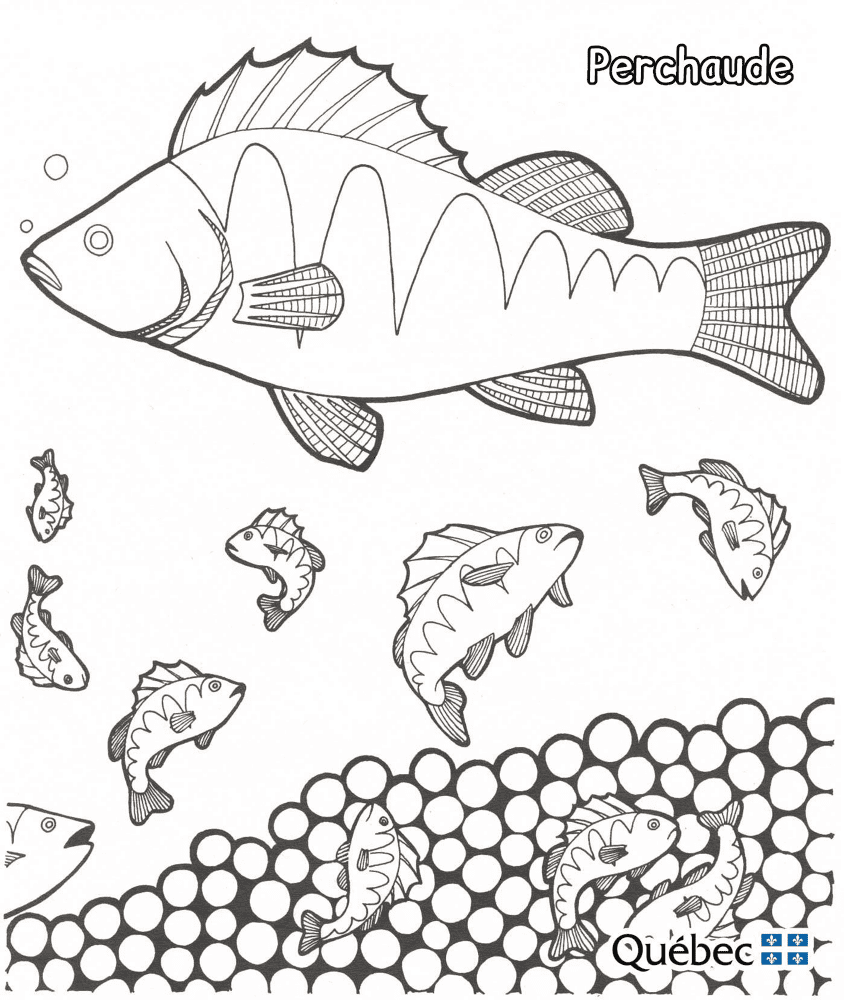 Yellow Perch Md Coloring Page — Free Printable — free printable coloring page