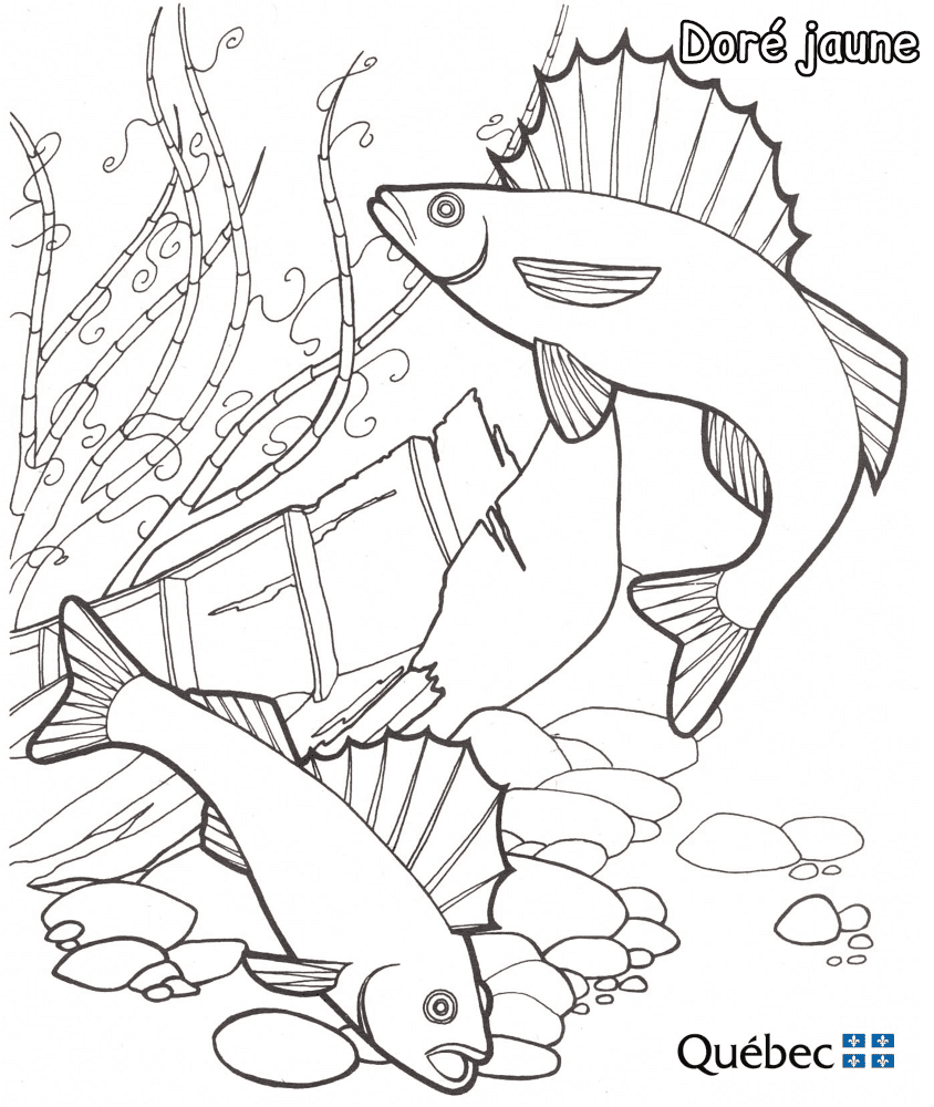Yellow Walleye Md Coloring Page — Free Printable — free printable coloring page