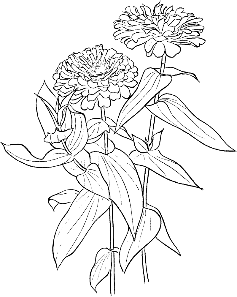 Zinnia Elegans Coloring Page Md Coloring Page — Free Printable — free printable coloring page