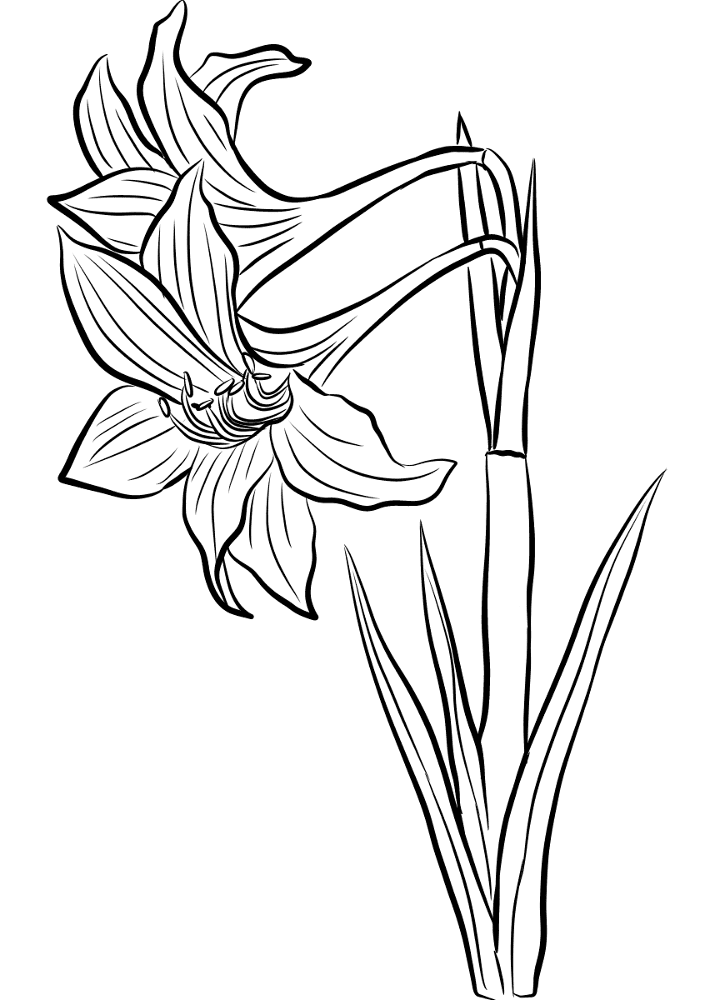 Amaryllis 2 Coloring Page Md Coloring Page — Free Printable — free printable coloring page