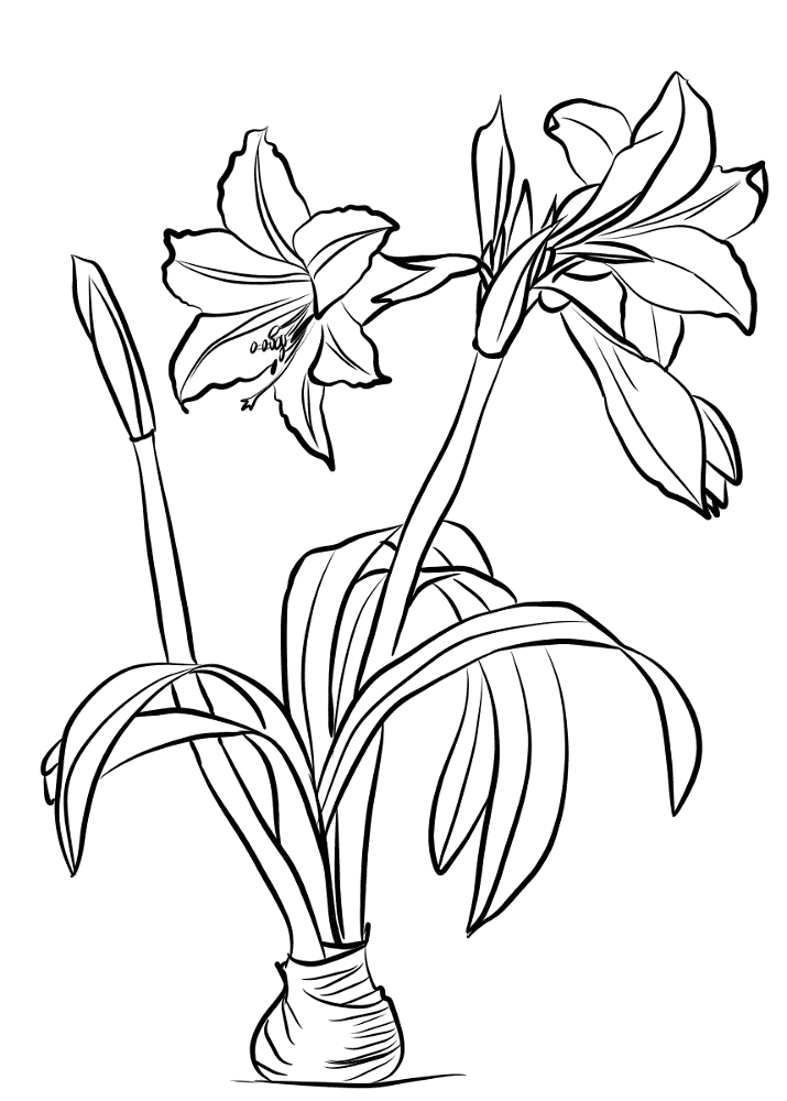 Amaryllis Brasiliensis Coloring Page Md Coloring Page — Free Printable — free printable coloring page