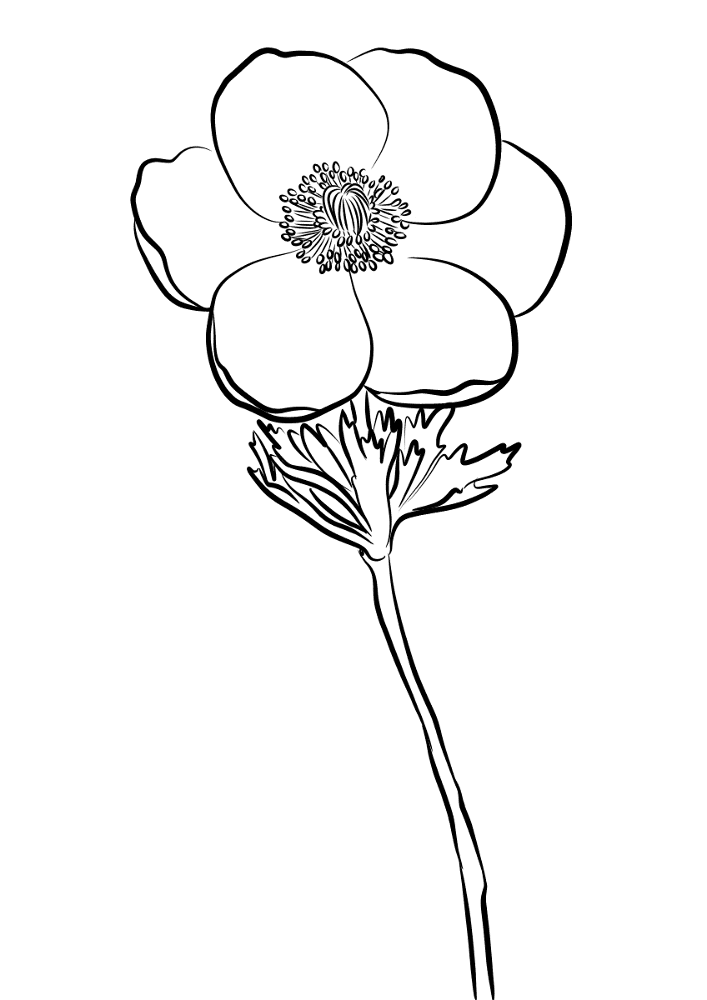 Anemone Coloring Page Md Coloring Page — Free Printable — free printable coloring page