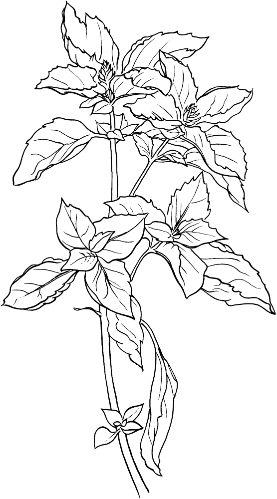 Basil Coloring Page Md Coloring Page — Free Printable — free printable coloring page