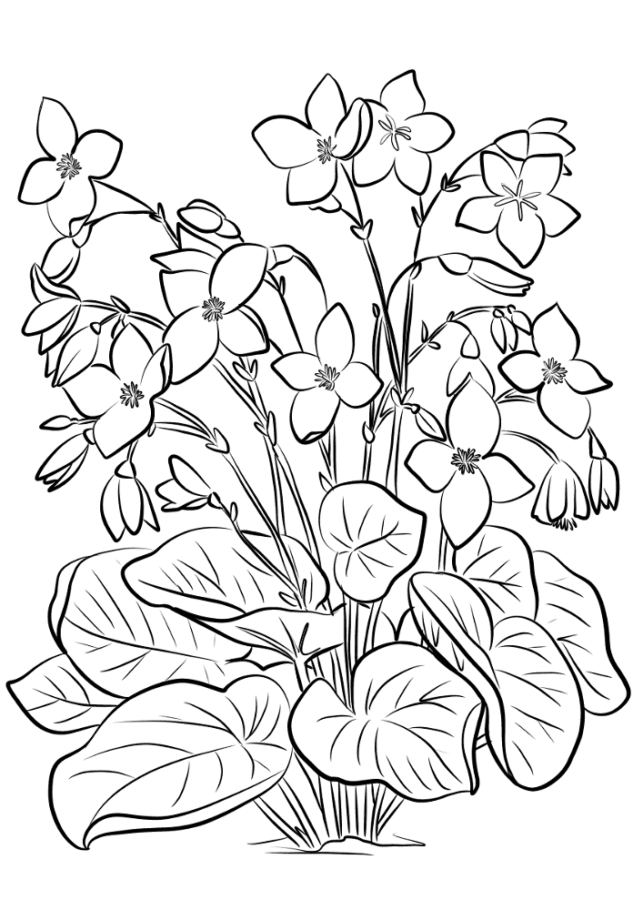 Begonia Froebelii Coloring Page Md Coloring Page — Free Printable — free printable coloring page