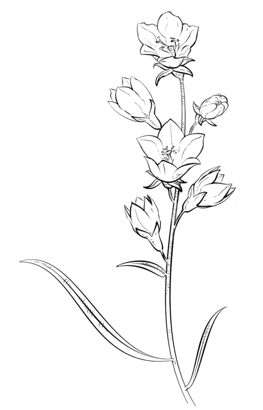 Bell Flower Coloring Page Md Coloring Page — Free Printable — free printable coloring page