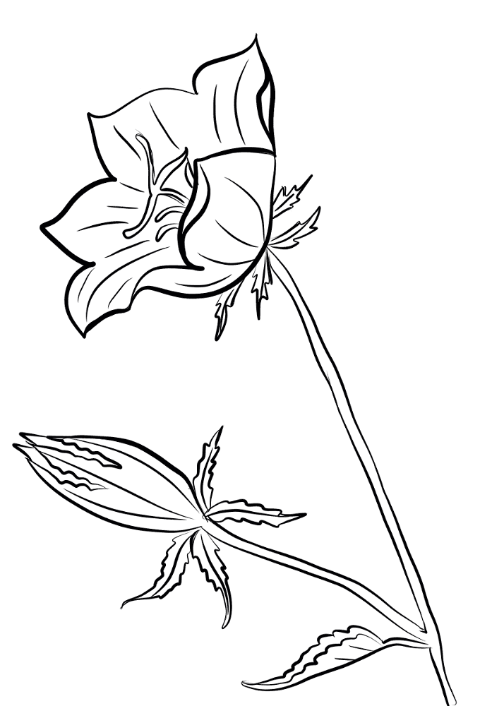 Bellflower 2 Coloring Page Md Coloring Page — Free Printable — free printable coloring page