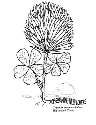 Big Headed Clover Coloring Page Md Coloring Page — Free Printable — free printable coloring page