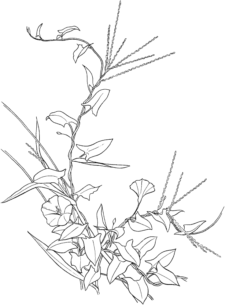 Bindweed 3 Coloring Page Md Coloring Page — Free Printable — free printable coloring page