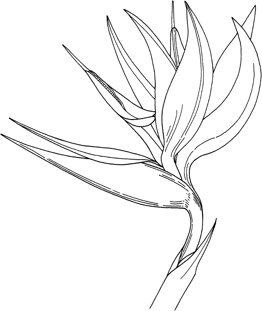 Bird Of Paradise Flower Coloring Page Md Coloring Page — Free Printable — free printable coloring page