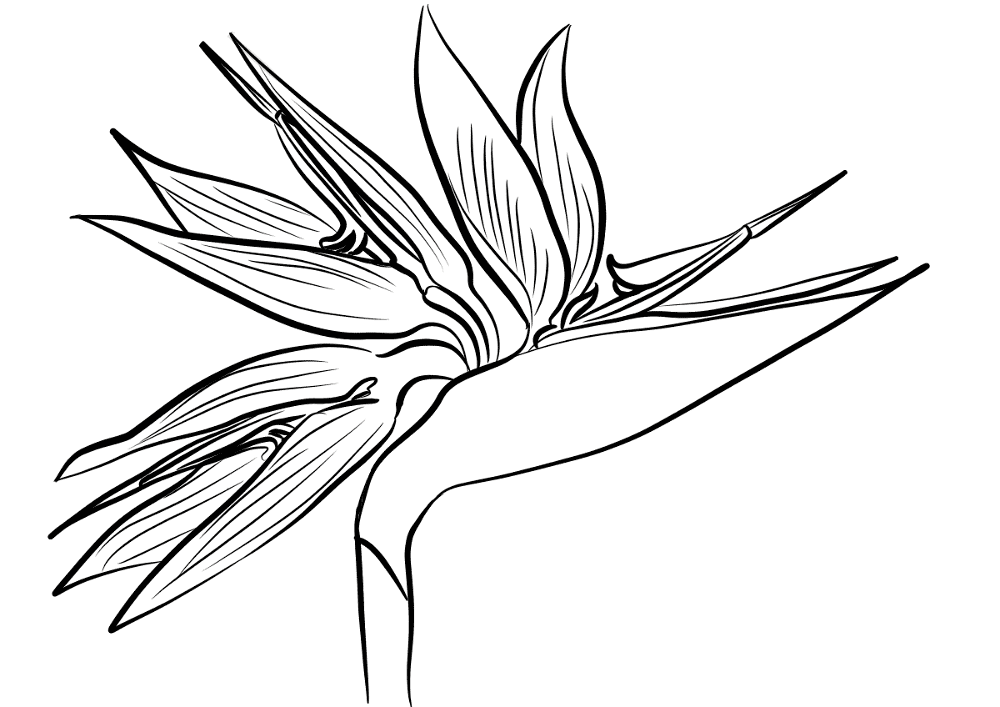 Bird Of Paradise Flower Strelitzia Coloring Page Md Coloring Page — Free Printable — free printable coloring page