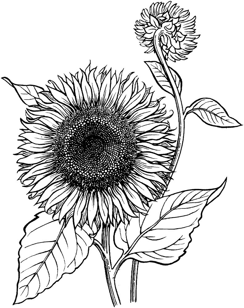 Blooming Sunflower Coloring Page Md Coloring Page — Free Printable — free printable coloring page