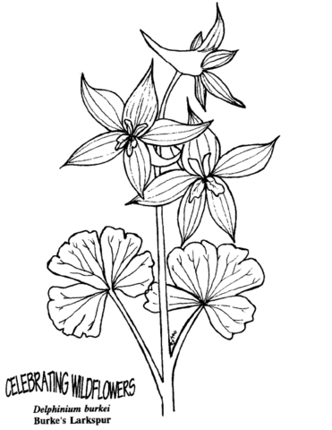 Burkes Larkspur Coloring Page Md Coloring Page — Free Printable — free printable coloring page