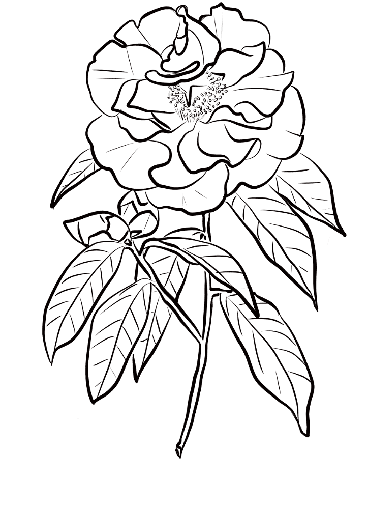 Camellia Reticulata Coloring Page Md Coloring Page — Free Printable — free printable coloring page