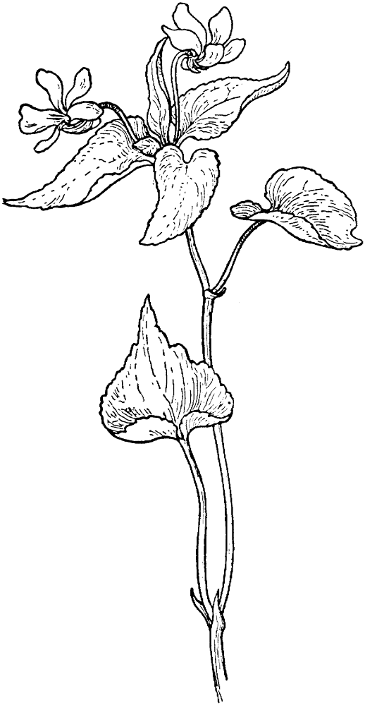 Canada Violet Or Viola Canadensis Coloring Page Md Coloring Page — Free Printable — free printable coloring page