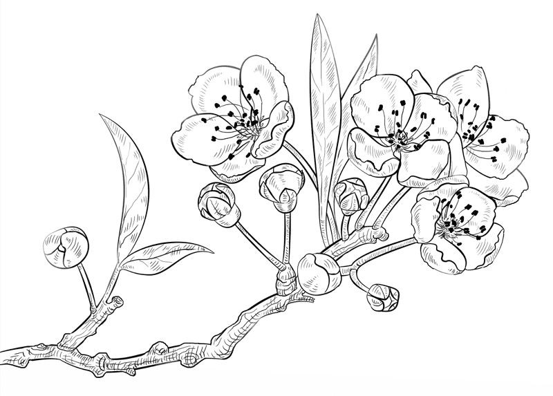 Cherry Blossoms Coloring Page Md Coloring Page — Free Printable — free printable coloring page