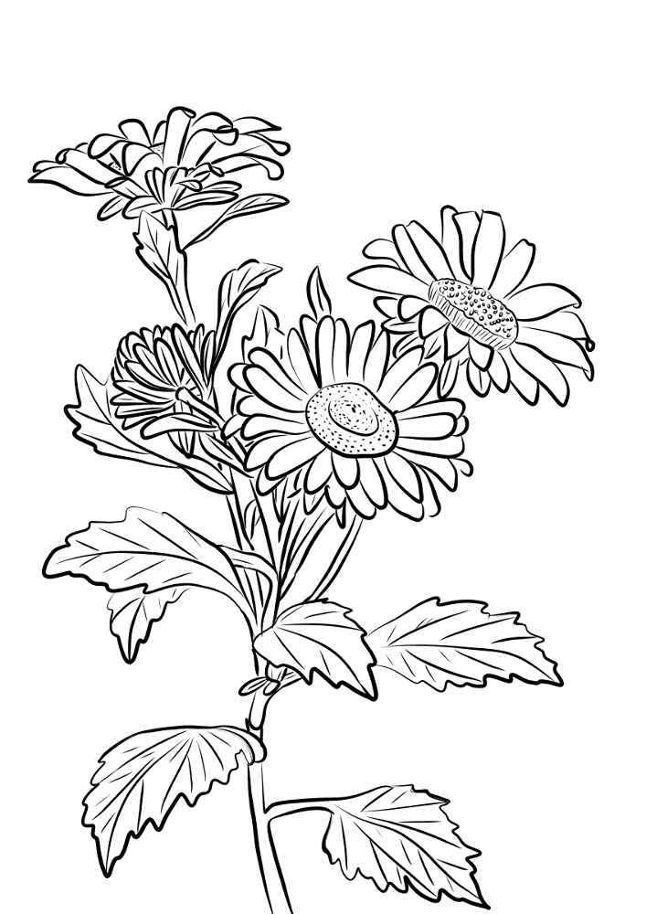 China Aster Coloring Page Md Coloring Page — Free Printable — free printable coloring page