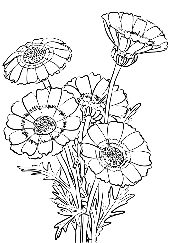Chrysanthemum Carinatum Coloring Page Md Coloring Page — Free Printable — free printable coloring page