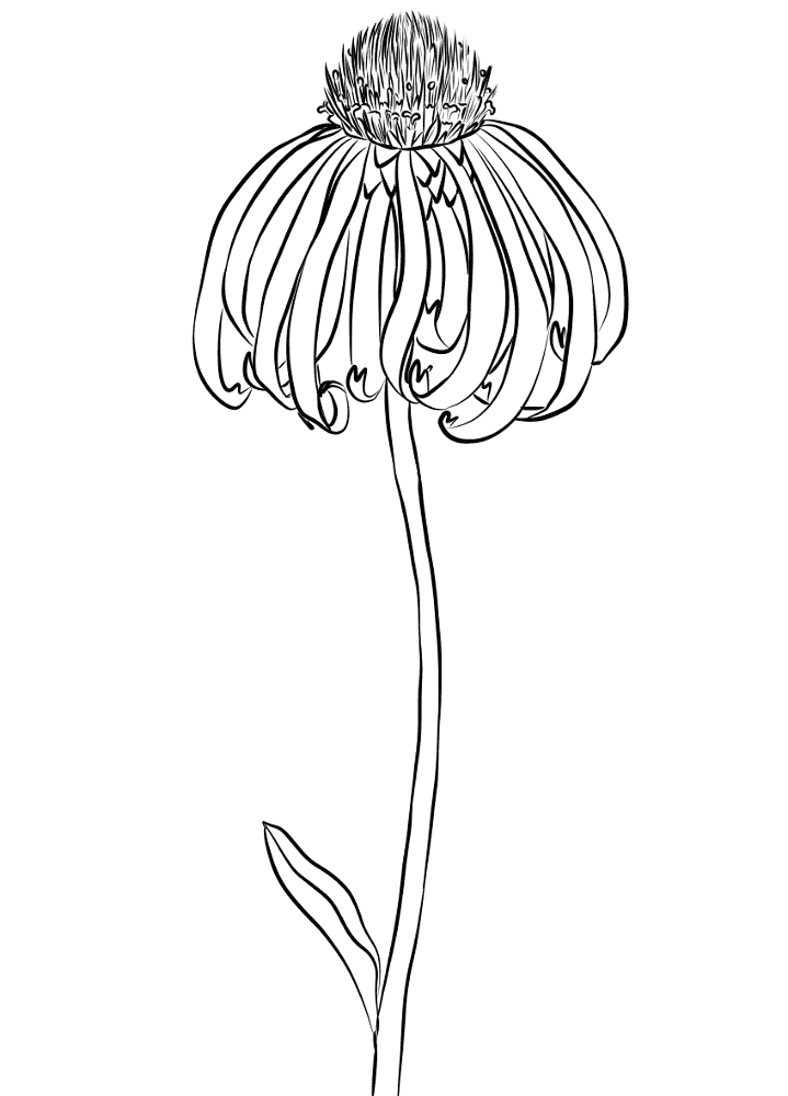 Coneflower Coloring Page Md Coloring Page — Free Printable — free printable coloring page