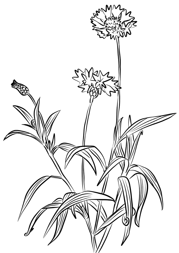 Cornflower Coloring Page Md Coloring Page — Free Printable — free printable coloring page