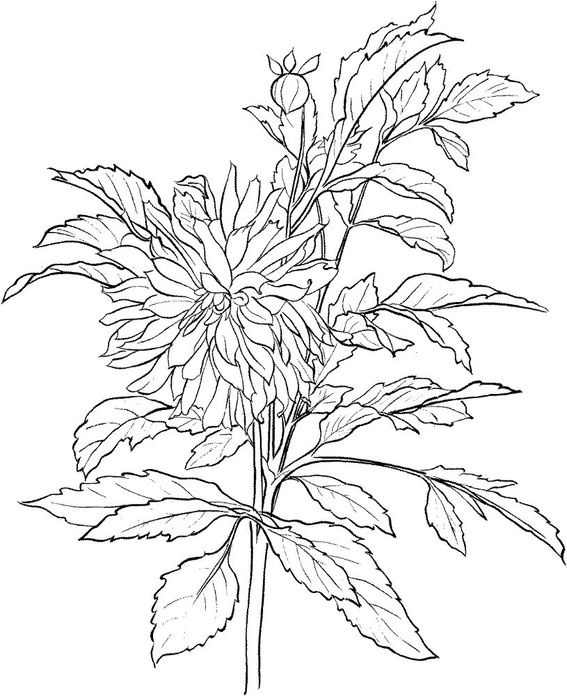 Dahlia 3 Coloring Page Md Coloring Page — Free Printable — free printable coloring page