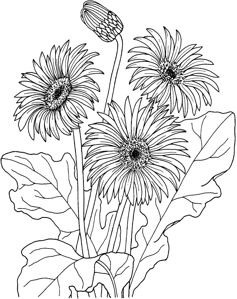 Daisy 3 Coloring Page Md Coloring Page — Free Printable — free printable coloring page