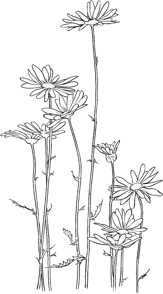 Daisy 5 Coloring Page Md Coloring Page — Free Printable — free printable coloring page
