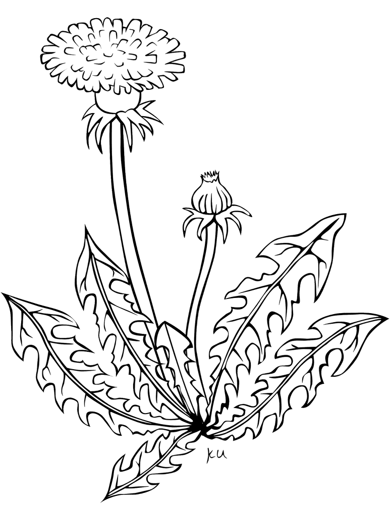 Dandelion Coloring Page Md Coloring Page — Free Printable — free printable coloring page