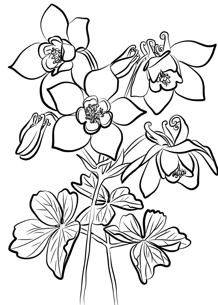Fan Columbine Coloring Page Md Coloring Page — Free Printable — free printable coloring page