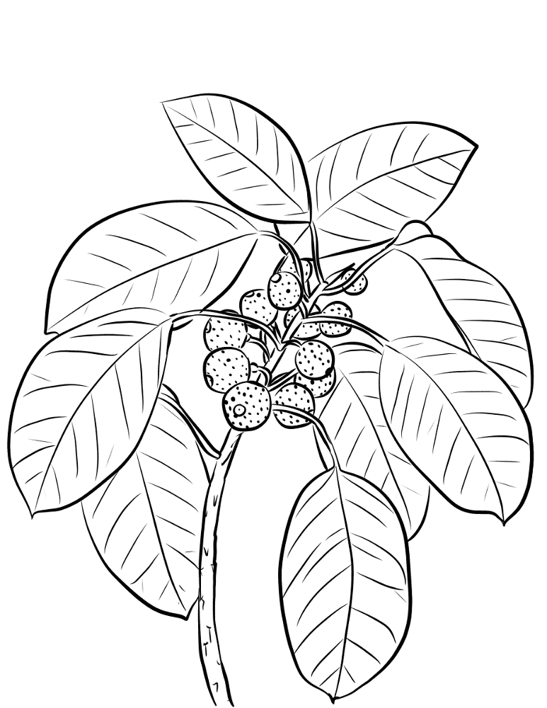 Ficus Superba Var Henneana Coloring Page Md Coloring Page — Free Printable — free printable coloring page