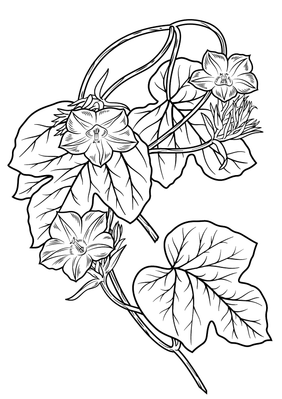 Fig Leaved Morning Glory Coloring Page Md Coloring Page — Free Printable — free printable coloring page
