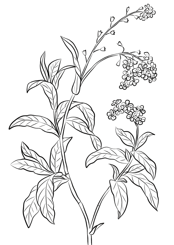 Forget Me Not Coloring Page Md Coloring Page — Free Printable — free printable coloring page