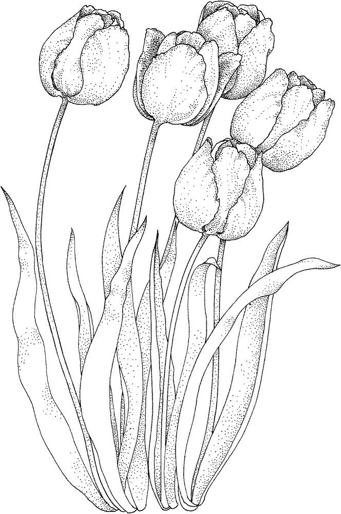 Four Tulips Coloring Page Md Coloring Page — Free Printable — free printable coloring page