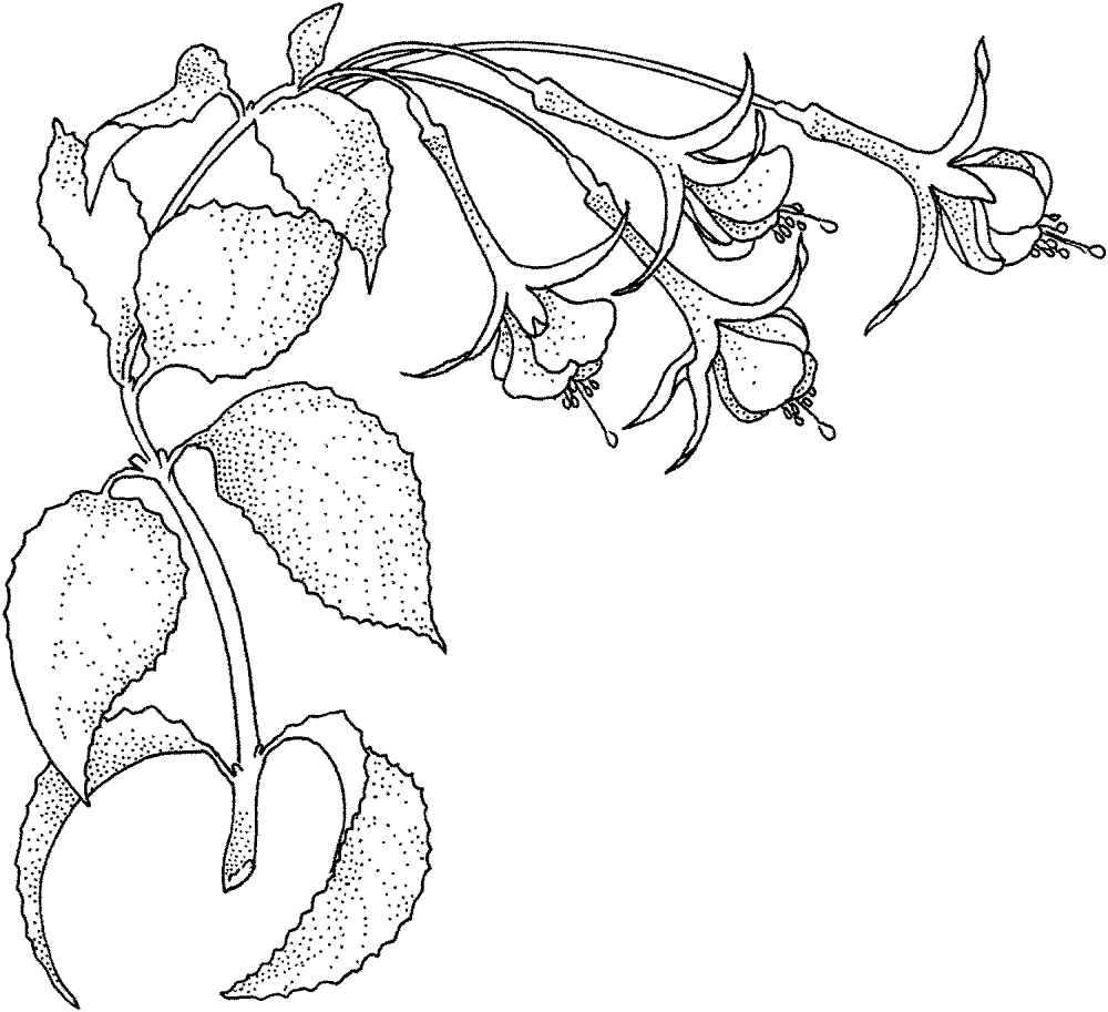 Fuchsia 1 Coloring Page Md Coloring Page — Free Printable — free printable coloring page