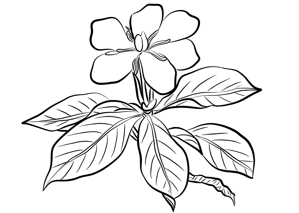 Gardenia Augusta Coloring Page Md Coloring Page — Free Printable — free printable coloring page